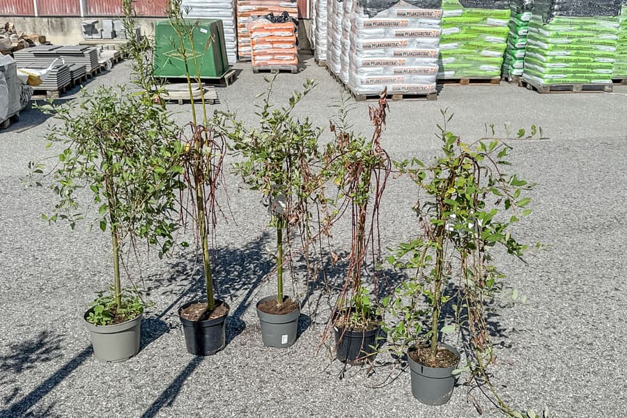 5 Grünpflanzen Salix caprea Kilmarnock